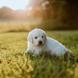 Boy 1 - Light golden male Golden Retriever puppy in Waco, Texas from Coconut Cream Goldens