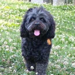 Cockapoo puppies from Scenic Hills Kennels