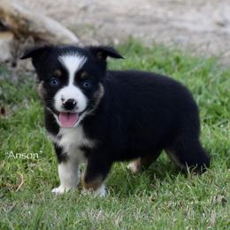 Anson - Black tri male Miniature Australian Shepherd puppy in Evant, Texas from Lazy VT Bar Ranch