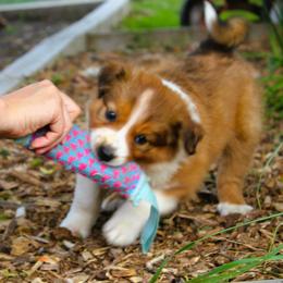 English Shepherd Puppies from Town & Country English Shepherds