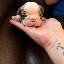 Rufus - Red male Boston Terrier puppy in Richburg, South Carolina from Hidden Valley Bostons