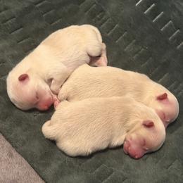 Pomeranian puppies from Pomeranian Puppies