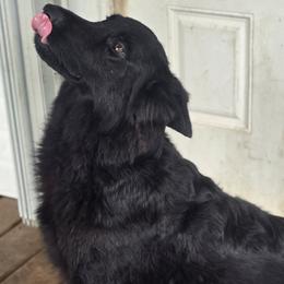 Phoenix - German Shepherd