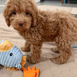 Captain - Caramel ice male Australian Labradoodle puppy in Harrisonville, Missouri from Blessed Day Doodles
