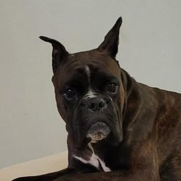 Echo - Boxer