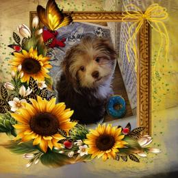 Orange boy - Chocolate male Morkie puppy in Inverness, Florida from Morkies and More