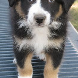 Australian Shepherds from JB RockN R Aussies
