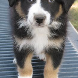 Australian Shepherds from JB RockN R Aussies