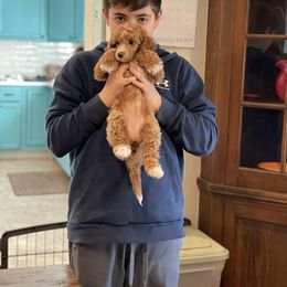 Poodle Puppies from Grandy’s Pretty Poodles