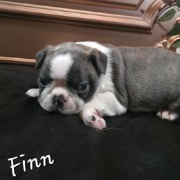 Finn - Blue male Boston Terrier puppy in Kingsport, Tennessee from Irish Heart Bostons