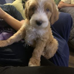 Bernedoodle and Goldendoodle Puppies from Doodling All Day Goldendoodles & Bernedoodles