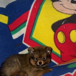 Zorro - Orange sable male Pomeranian puppy in Fort Worth, Texas from Alo's Pom's