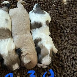 Shih Tzus from Moore’s Family Shih Tuz’s