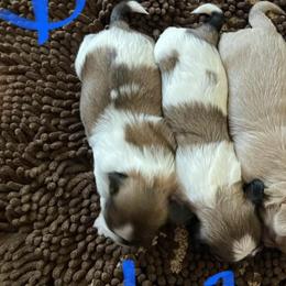 Shih Tzus from Moore’s Family Shih Tuz’s
