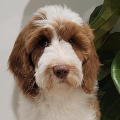 Australian Labradoodles and Labradoodles from Hot Diggity Doodles