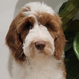 Australian Labradoodles and Labradoodles from Hot Diggity Doodles