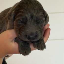 Blue boy 1 - male Long Haired Weimaraner puppy in Lancaster, Kentucky from Heavy Hollow Farm