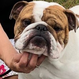 Bulldogs and French Bulldogs from Romanov’s  Bulldogs