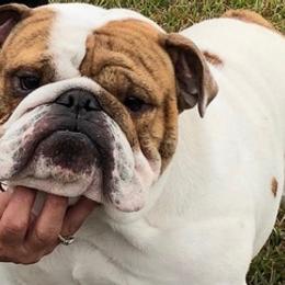 Bulldogs and French Bulldogs from Romanov’s  Bulldogs