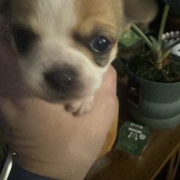 Millie - Sable spotted white female Chihuahua puppy in Madison, Virginia from KimberGlen Chihuahuas