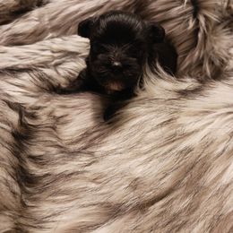 Companion Cross Puppies from Meadows Morkiepoos