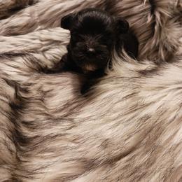 Companion Cross Puppies from Meadows Morkiepoos
