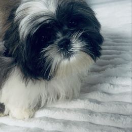 AKC Beau - Tricolor male Shih Tzu puppy in Elgin, South Carolina from Silver Bells Paw Prints