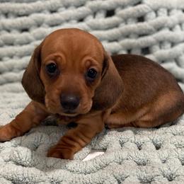 Maxx - Red male Dachshund puppy in Purdy, Missouri from Shotgun Pups