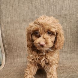 Dodge - Red and white male Cockapoo puppy in Ellensburg, Washington from Dawn to Dusk Cockapoos