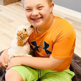 Goldendoodle Puppies from Labradoodleday