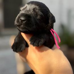 Pink Collar Female - Black female Miniature Schnauzer puppy in Brownwood, Texas from Texas Dreams Mini Schnauzers