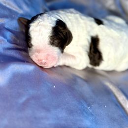 Twix - Parti male Goldendoodle puppy in Cross, South Carolina from DoodleDandy & Danes