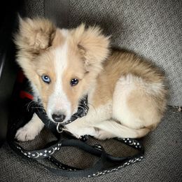 Shetland Sheepdog Puppies from Windy Haven Farm
