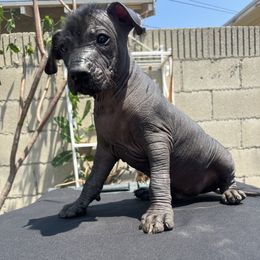 Boy 1 - Black male Xoloitzcuintli puppy in Los Angeles, California from Ruby's Pups
