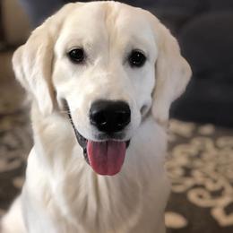 Ember - Golden Retriever