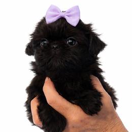 Pollie - Black female Shih Tzu puppy in Tallahassee, Florida from Bows and Bow Ties