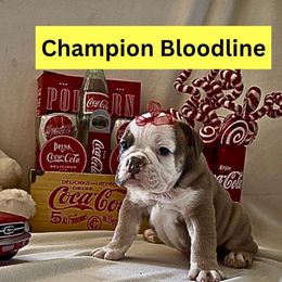 Barnard - Lilac tri-color male Bulldog puppy in Tremonton, Utah from Snuggle Pups