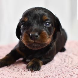 Black and tan girl - Black and tan female Dachshund puppy in Empire, Alabama from Heart of Dixie Kennel