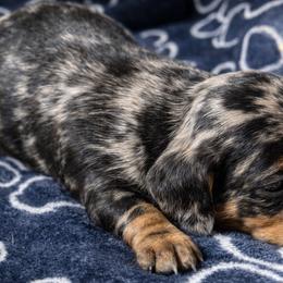 Onyx - Black and tan male Dachshund puppy in Salem, Oregon from Longdox Mini Dachshunds
