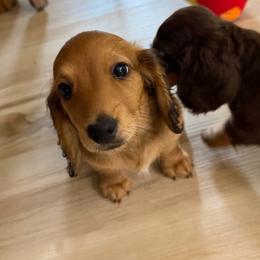 Henry - Red male Dachshund puppy in Griffin, Georgia from Always Trippin' Doxie Life