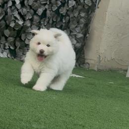 Ghost - White male Siberian Husky puppy in Miami, Florida from Blue Moon Huskies