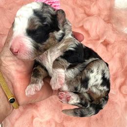 Pale Pink - Blue merle female Bernedoodle puppy in Curtice, Ohio from The Pink Doghouse