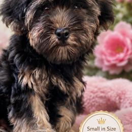 Barbie 1700 - Black and tan female Yorkipoo puppy in Gastonia, North Carolina from Dynasty Kennel