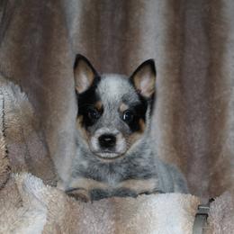 Zeus - Blue male Australian Cattle Dog puppy in Colbert, Oklahoma from LoveAHeeler