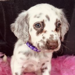 Clove - liver long coat - White and liver brown female Dalmatian puppy in Sedalia, Missouri from Missouri Dalmatians