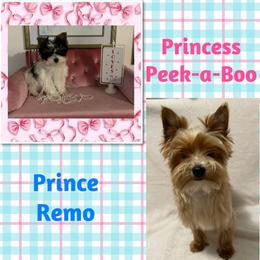 Yorkshire Terrier puppies from Enchanted Yorkies