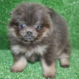 Black and tan - Black and tan female Pomeranian puppy in Danielsville, Georgia from PassionatePomPoms