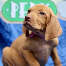 Rachel - Golden rust female Vizsla puppy in Bloomington, Indiana from Envizion