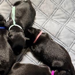 Dusty Rose Collar - Black female Scottish Terrier puppy in Puyallup, Washington from Rainier Scotties