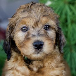 Goldendoodles and Sheepadoodles from Peak Pups